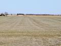 Rye grows in one of Kerry and Angela Knuthâ€™s fields, near Mead, Nebraska, Image by Russ Quinn